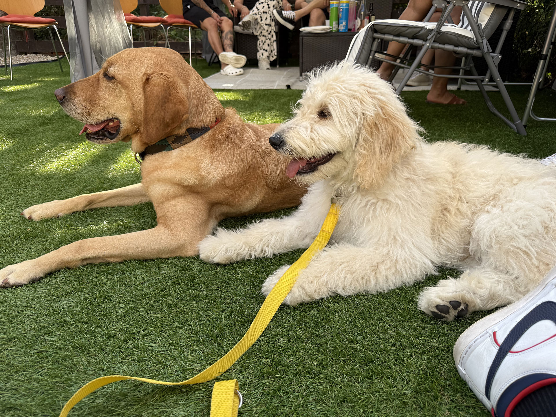 The Birth of Samba Dogs